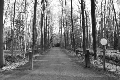 Road passing through forest