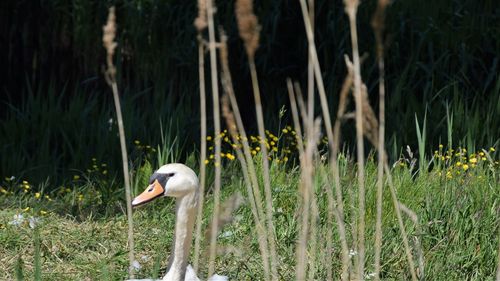 White duck on a field