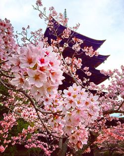 Low angle view of pink flowers blooming on tree