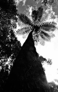 Low angle view of palm tree against sky