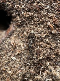 Close-up of ant on ground