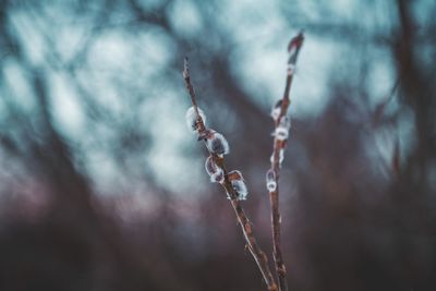 Close-up of plant during winter