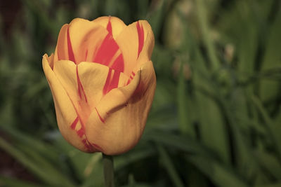 Close-up of rose tulip