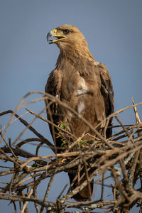 Tawny eagle