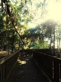 Walkway amidst trees in park