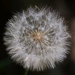 Close-up of dandelion against black background