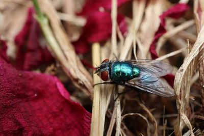 Close-up of moth on plant