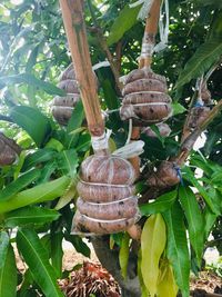 Close-up of snail on leaves