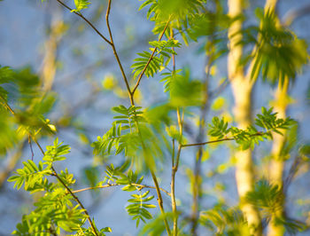 Beautiful rowan tree branches with leaves during spring season.