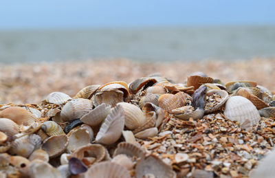 Close-up of shells on beach