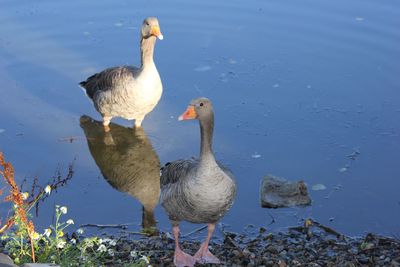 Ducks on a lake