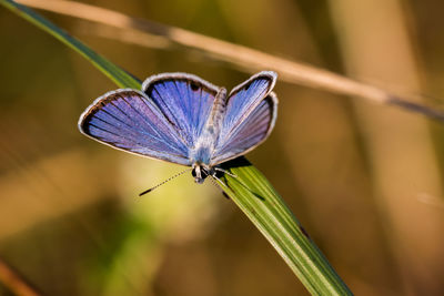 Close-up of butterfly on purple flower