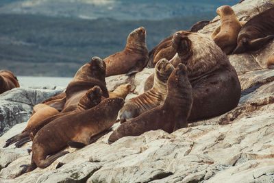 Sea lions on rock at beach