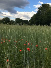 Crops growing on field against sky