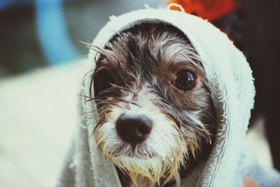 Close-up portrait of dog wrapped in towel