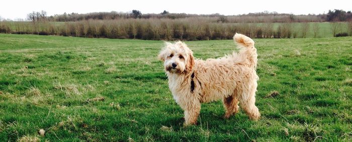 View of dog standing on field