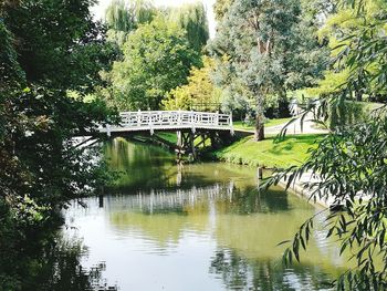 Footbridge over river in forest