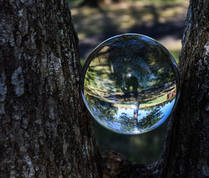 Close-up of tree trunk