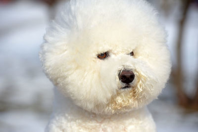 Close-up of a dog on snow