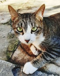 Close-up portrait of a cat