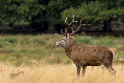 Deer standing on field