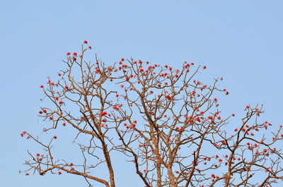 Low angle view of red flowering plant against clear sky