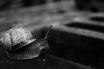 Close-up of snail