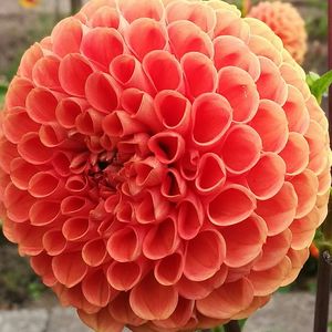 Close-up of red flower
