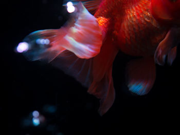 Close-up of fish swimming in sea