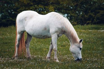 White horse grazing on field