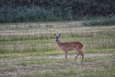 Deer standing on field