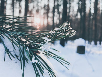 Close-up of snow covered pine tree in forest