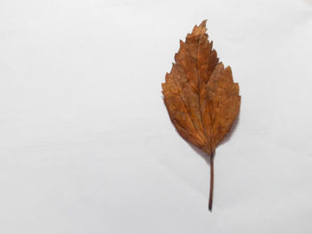 Close-up of dry maple leaf on white background