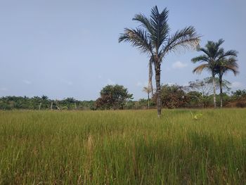 Scenic view of palm trees on field against sky