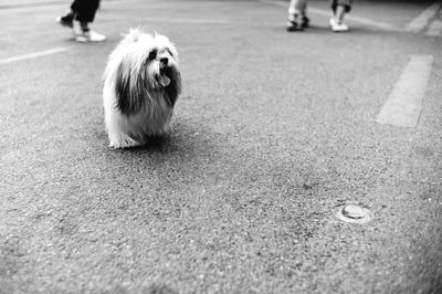 Low section of dog walking on zebra crossing