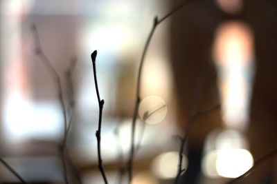 Close-up of illuminated lamp