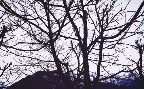 Low angle view of bare trees against sky