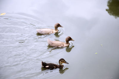 High angle view of ducks swimming on lake