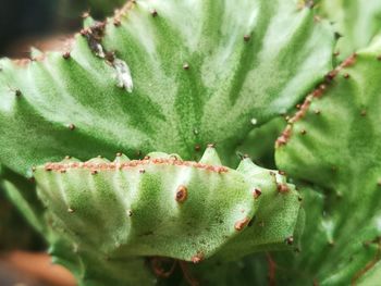 Close-up of succulent plant