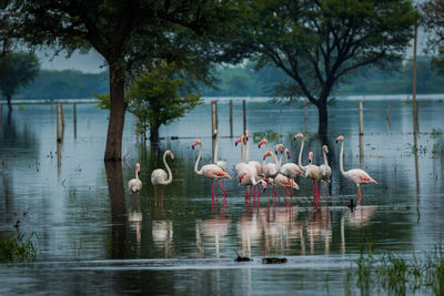 Flamingos walking in lake against trees