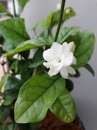 Close-up of white flower blooming outdoors