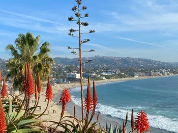 Scenic view of palm trees by sea against sky