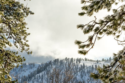 Low angle view of trees against sky during winter