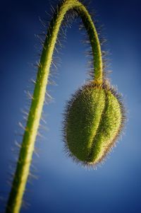 Close-up of cactus plant