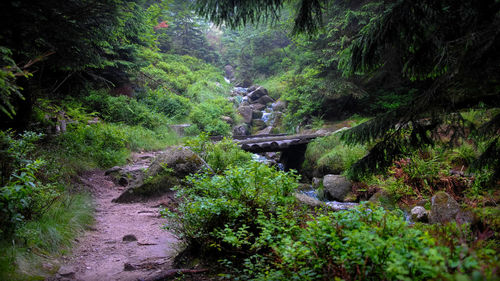 Scenic view of forest
