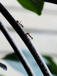 Close-up of ant on leaf