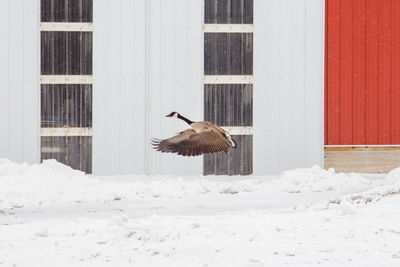 Bird flying over snow covered building