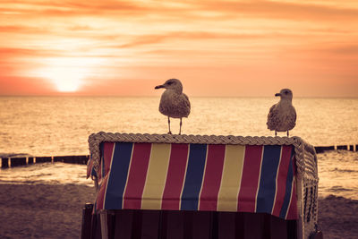 Seagull perching on wooden post at beach during sunset