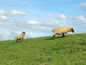 Sheep in a field