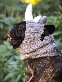 Close-up of a french bulldog dog with smile